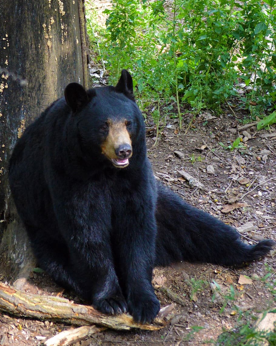 Барибал (Ursus americanus)
