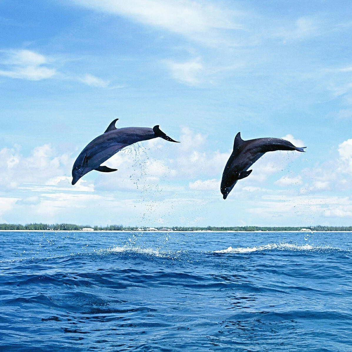 Дельфины в море