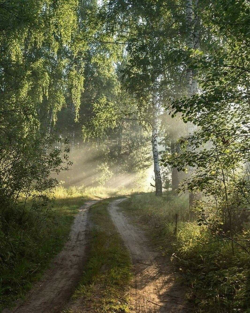 Деревня утро лето