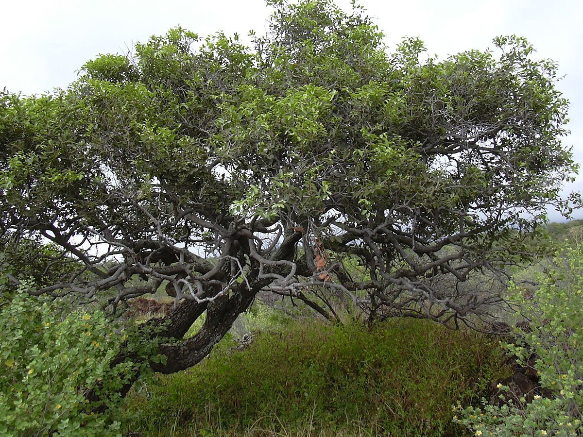 (Diospyros дерево