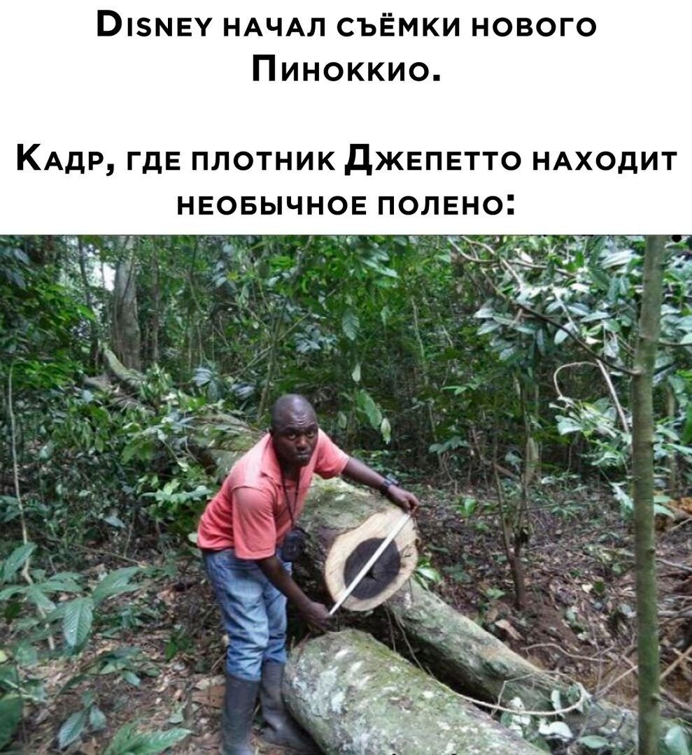 Маболо дерево Эбеновое