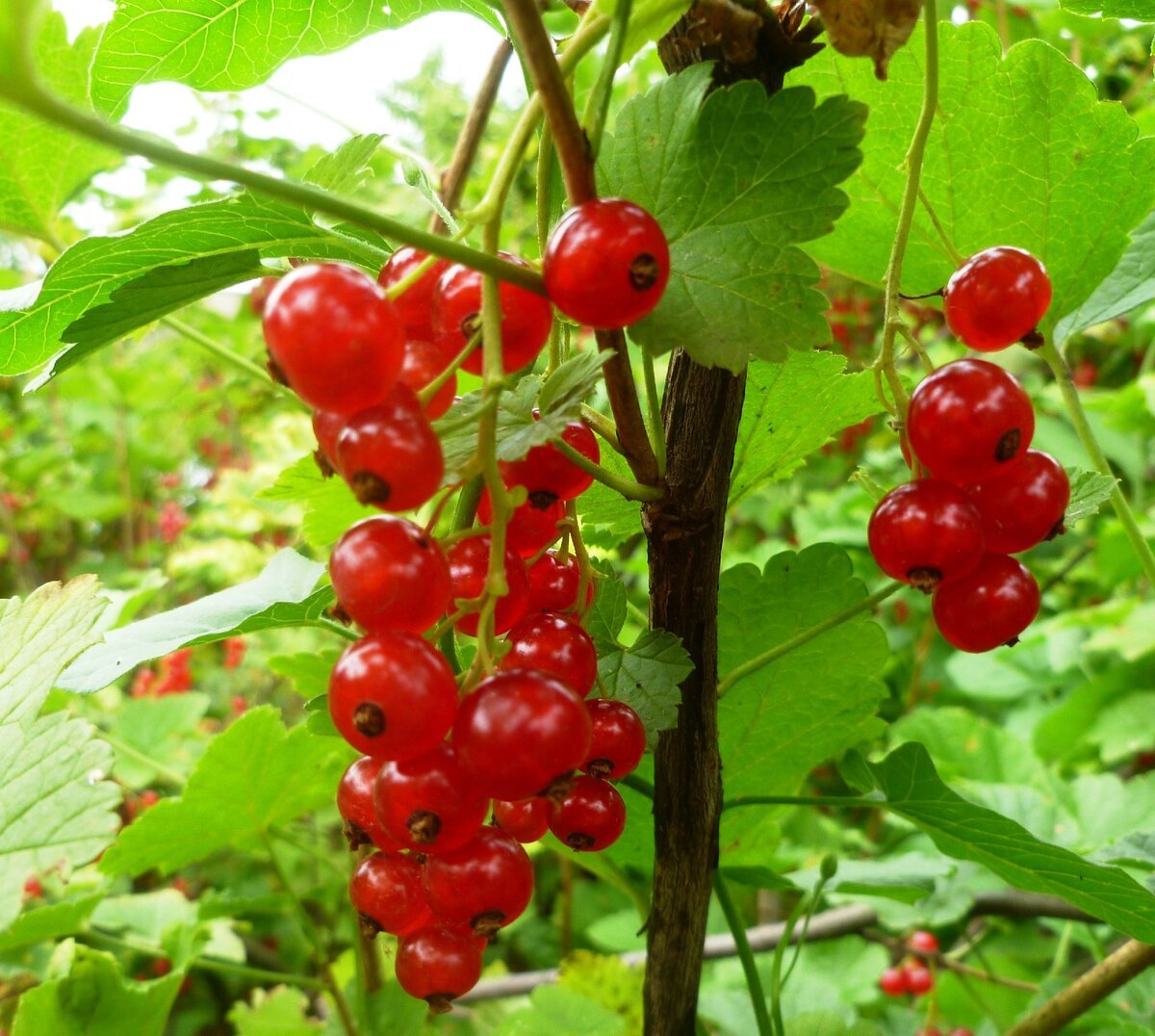 Красная смородина Лесная