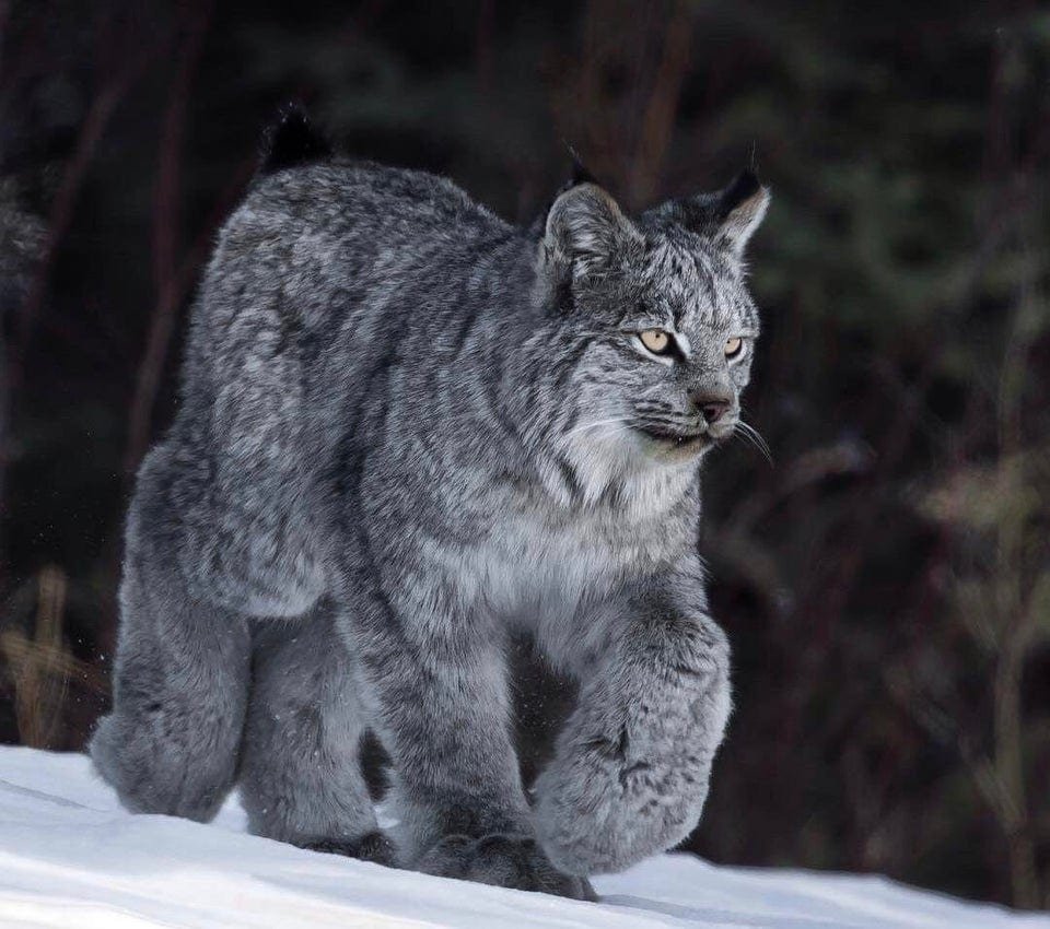 Самая крупная кошка в дикой природе