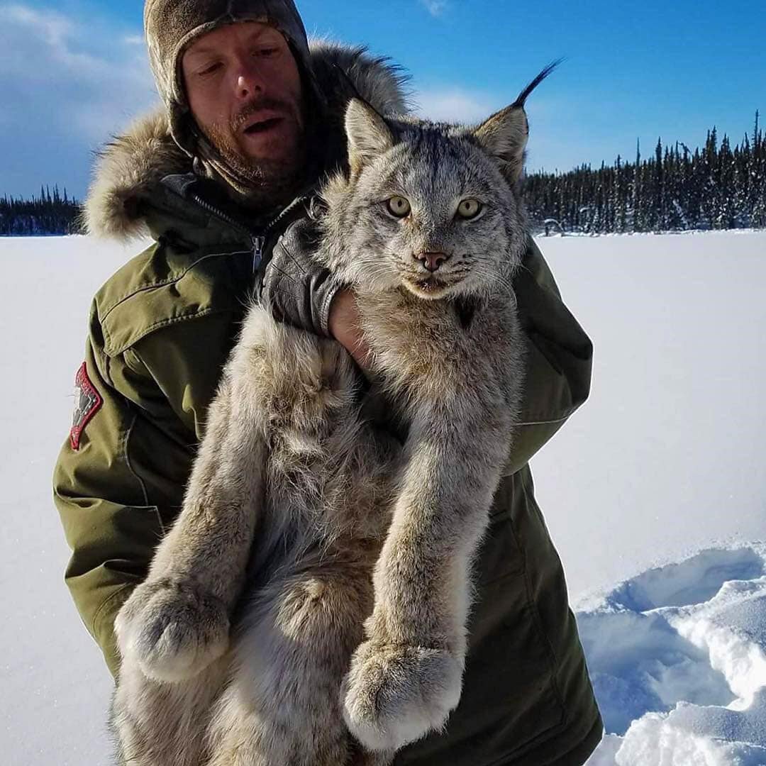 Канадская Рысь домашняя