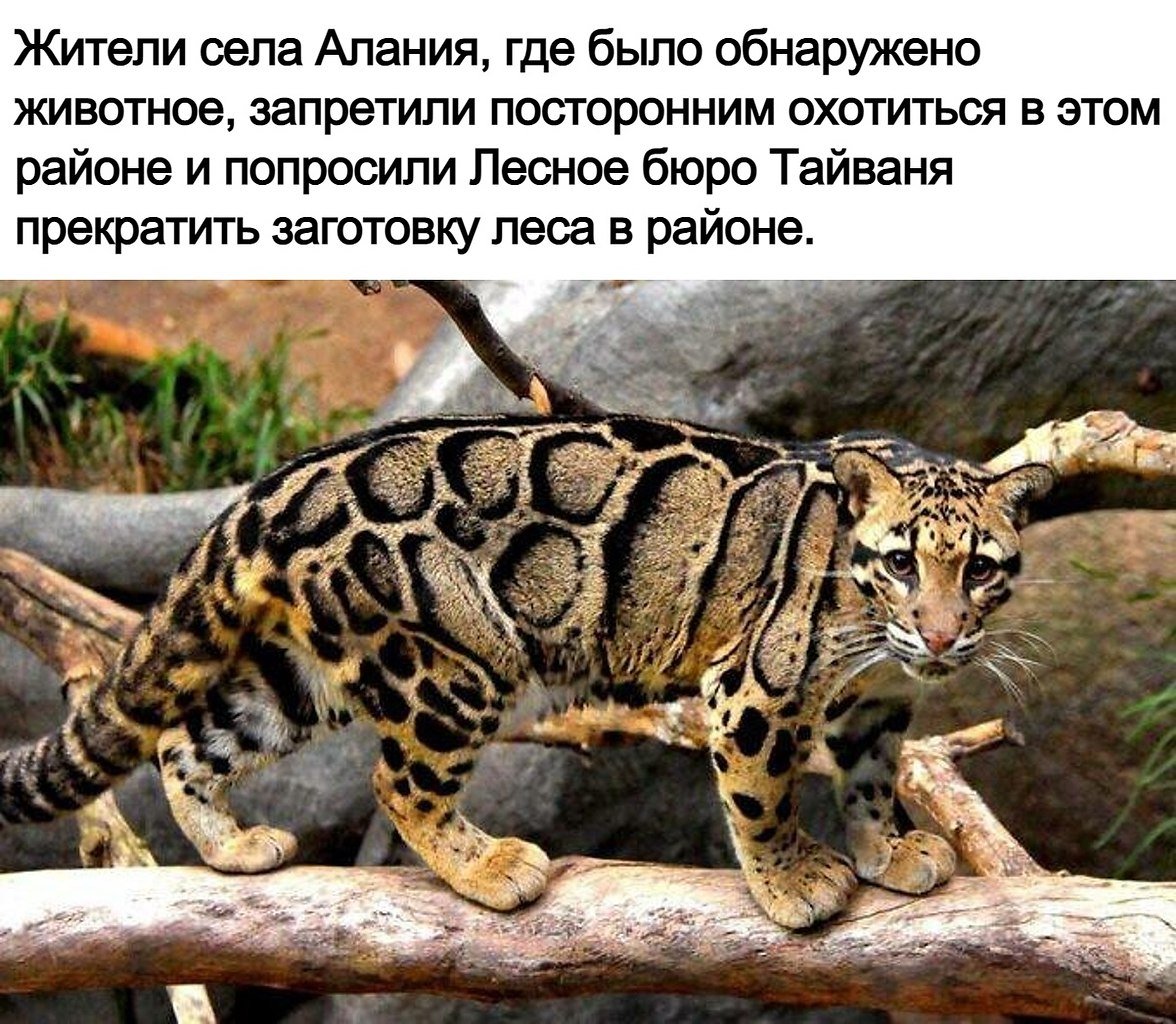 Тайваньский дымчатый леопард