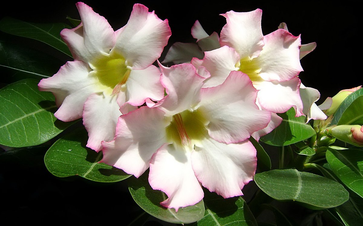 Hyacinth Адениум