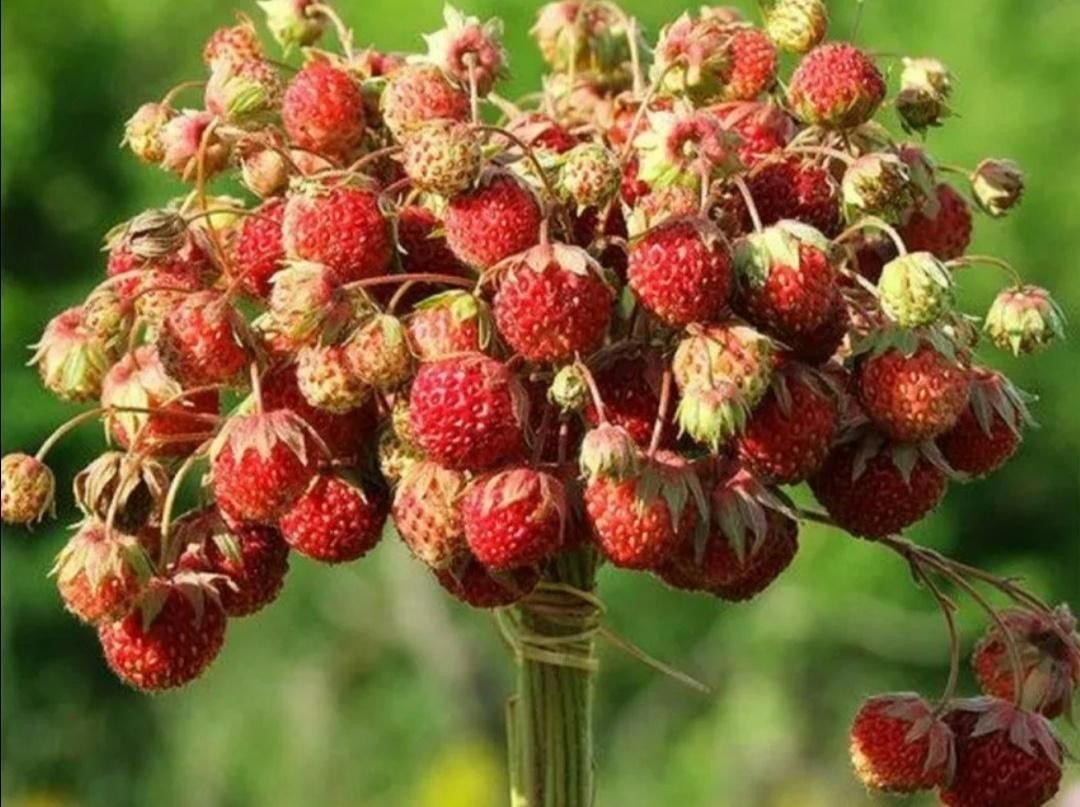 Дикая Лесная клубника