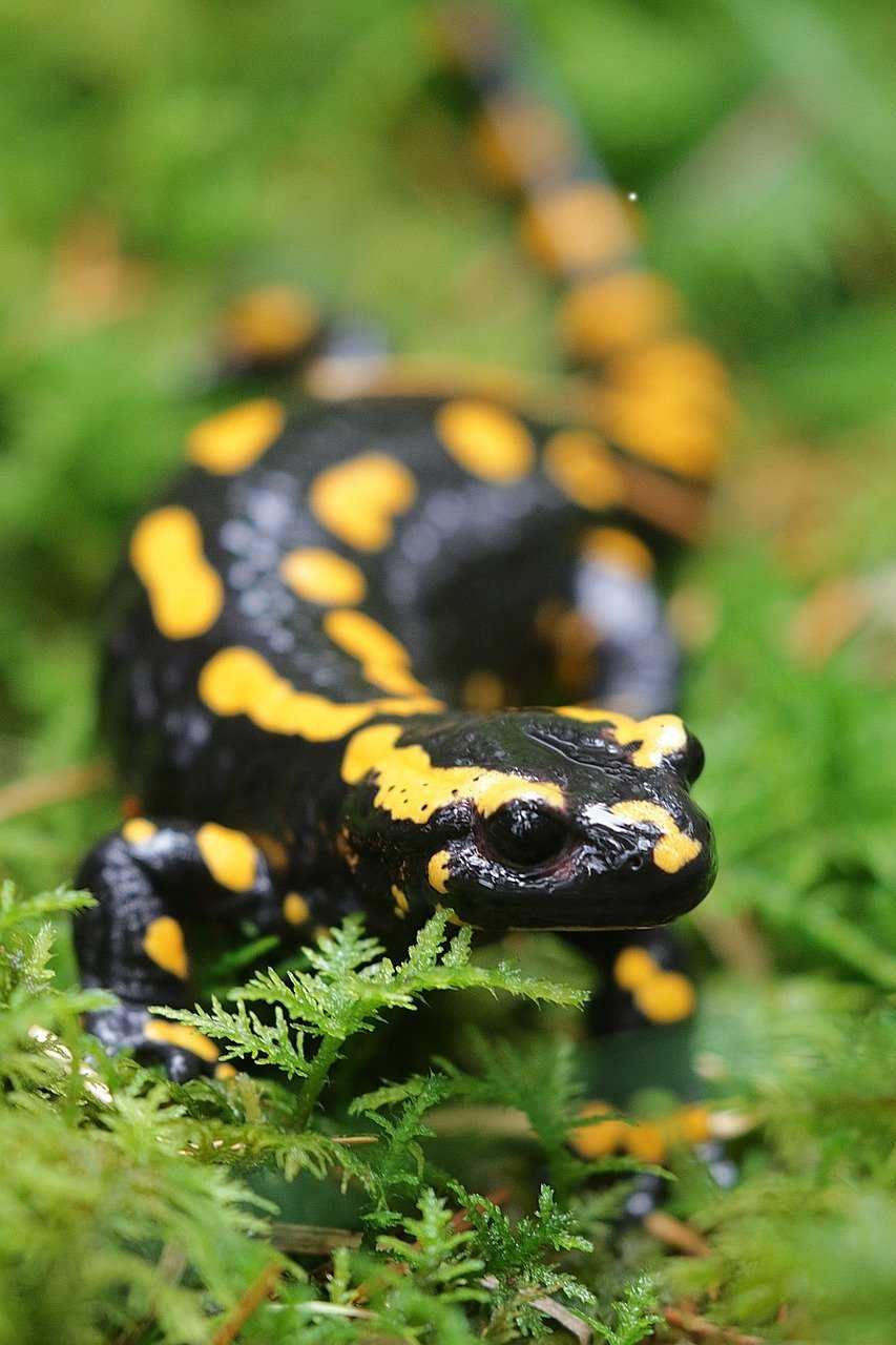 Огненная саламандра Salamandra Salamandra
