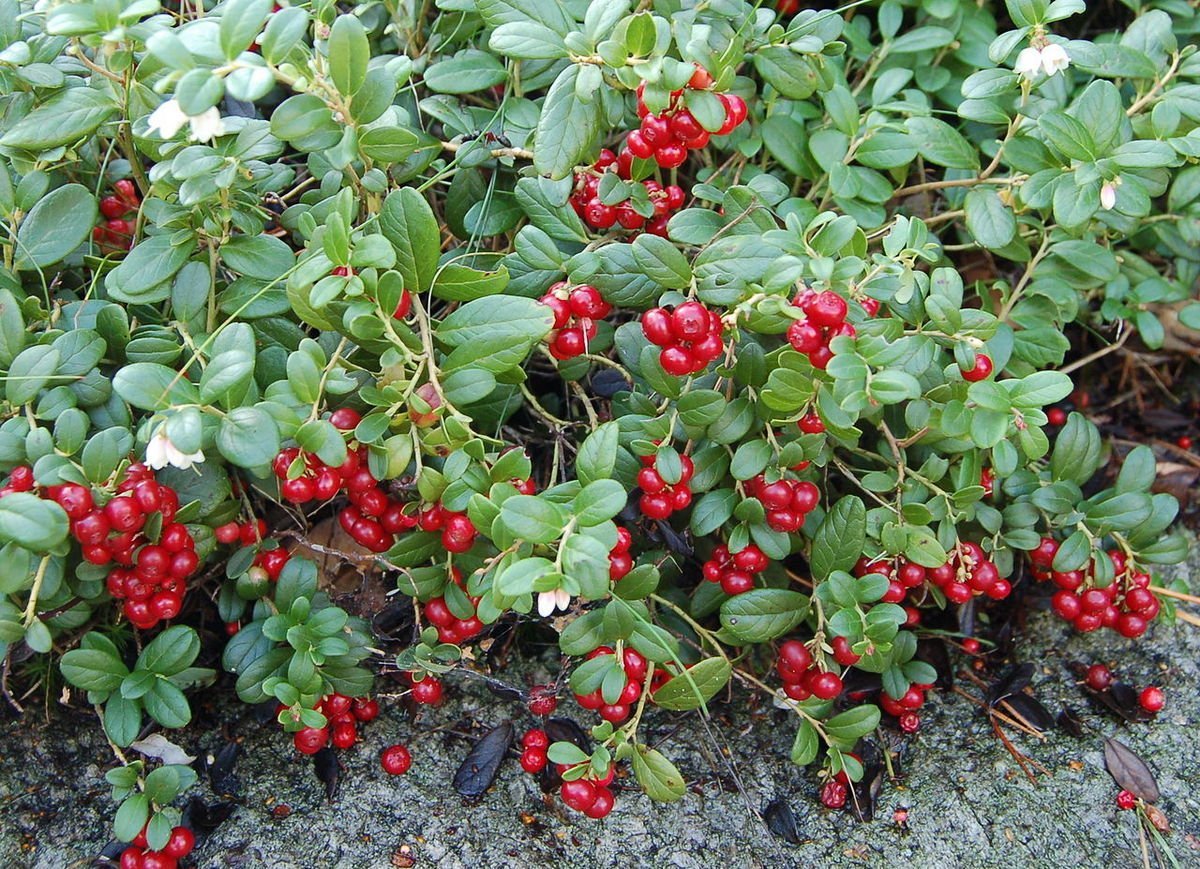 Брусника Vaccinium Vitis-idaea Runo Bielawskie