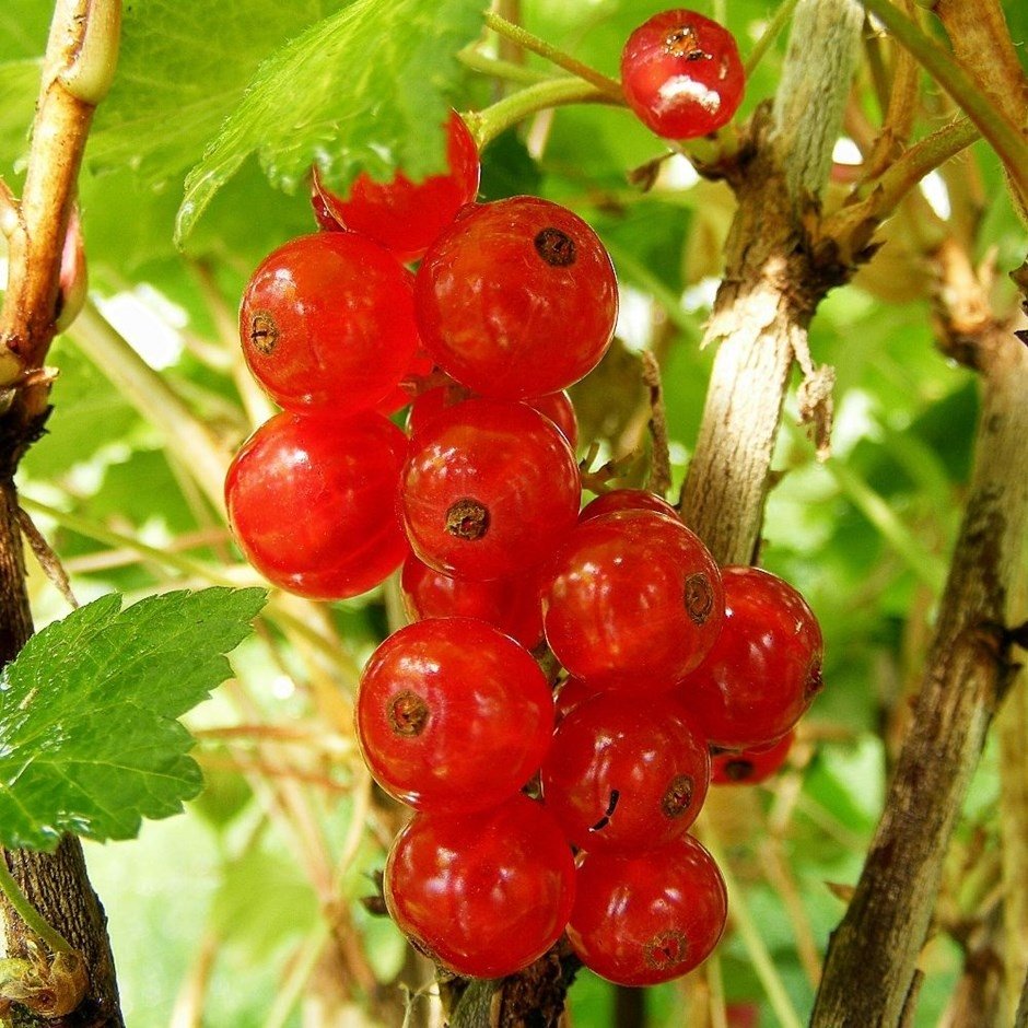 Смородина красная - ribes rubrum