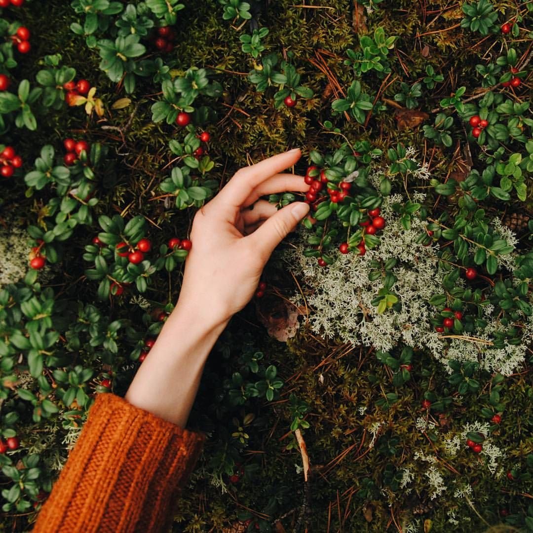 Клюква aesthetic