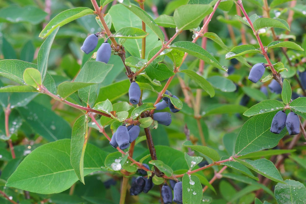 Жимолость "Пушкинская" Lonicera caerulea