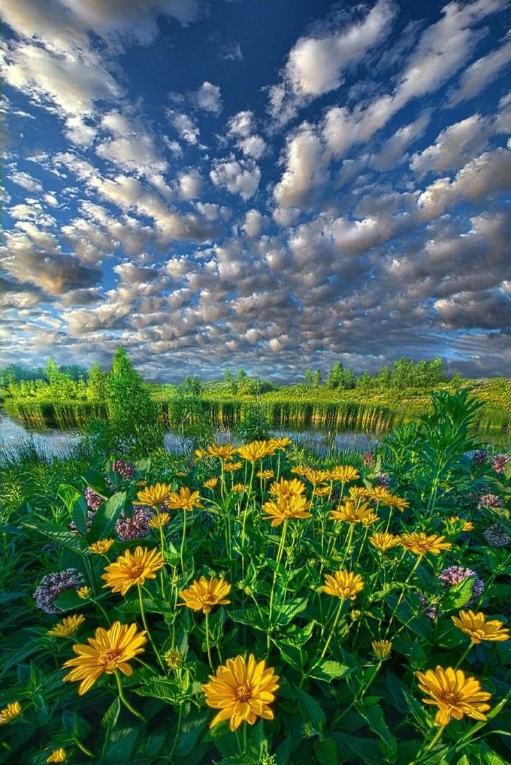 Летняя природа