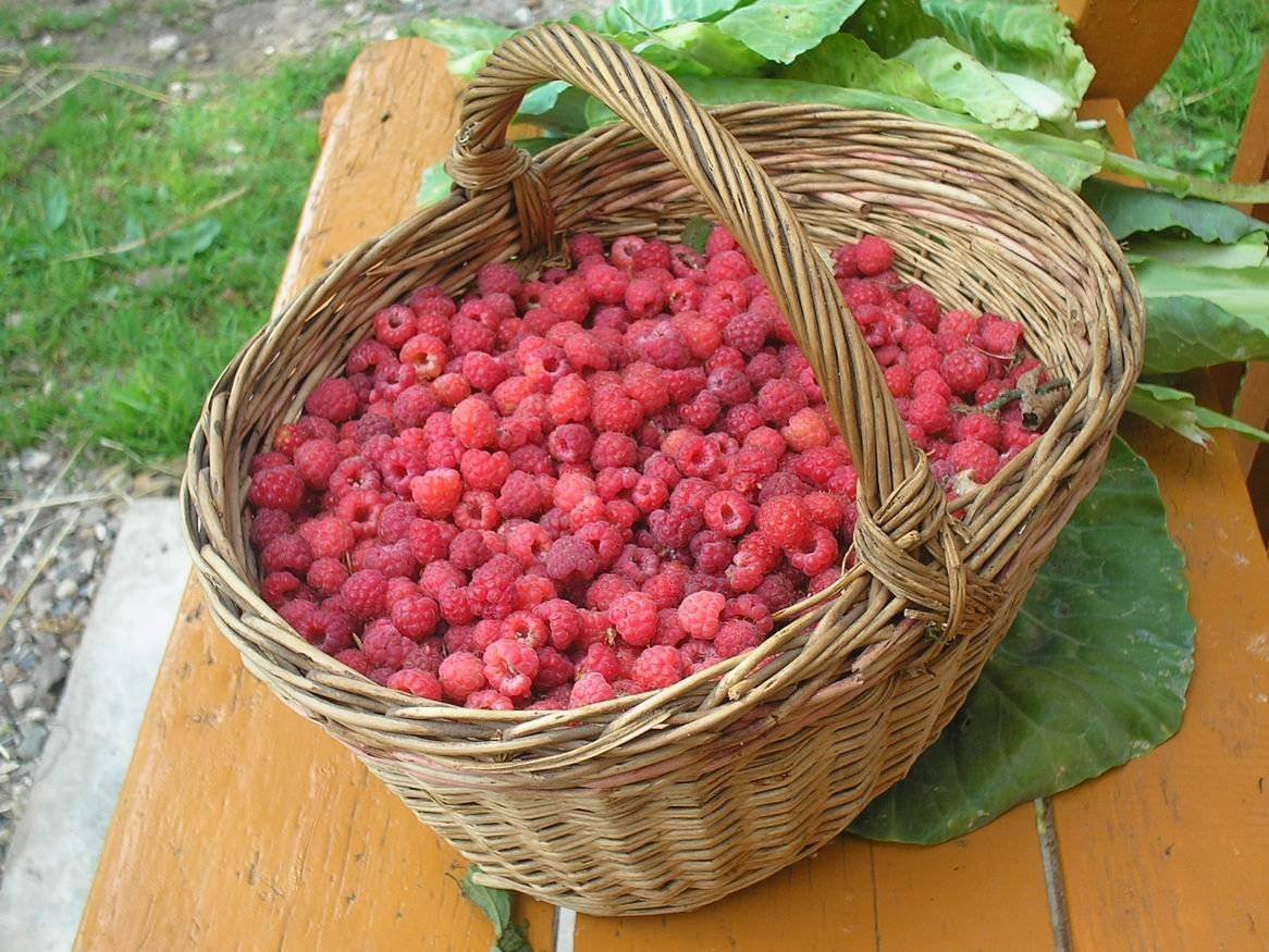 Малина в корзине