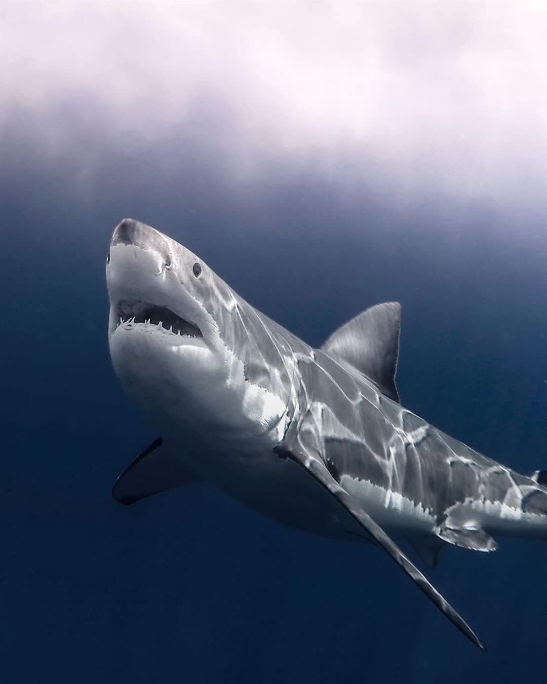 Кархародон (Carcharodon carcharias)