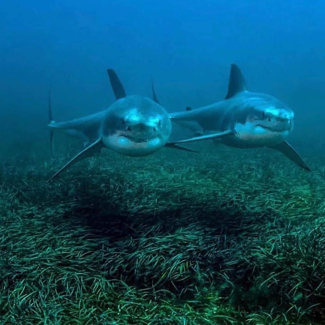 Белая акула в черном море