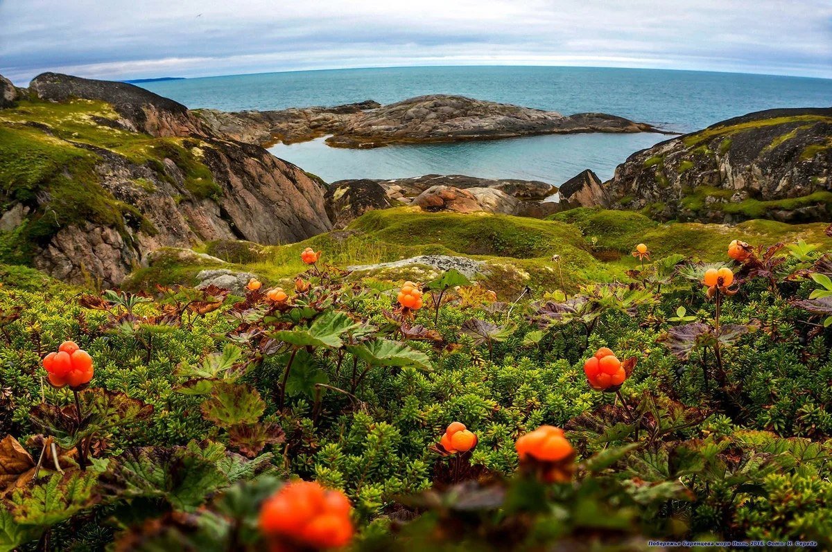 Кольский полуостров лето Морошка