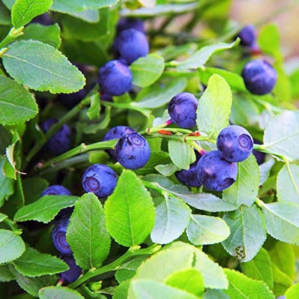 Боярышник черника кустарник