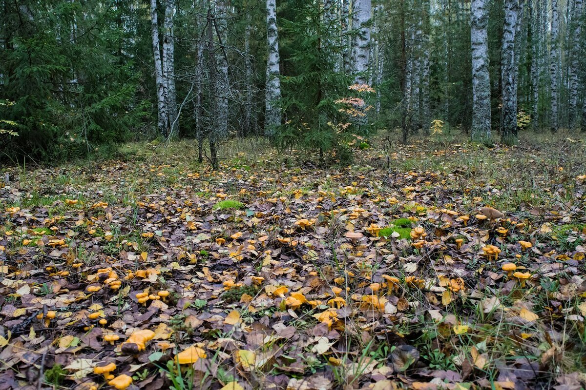 Грибная Поляна лисички
