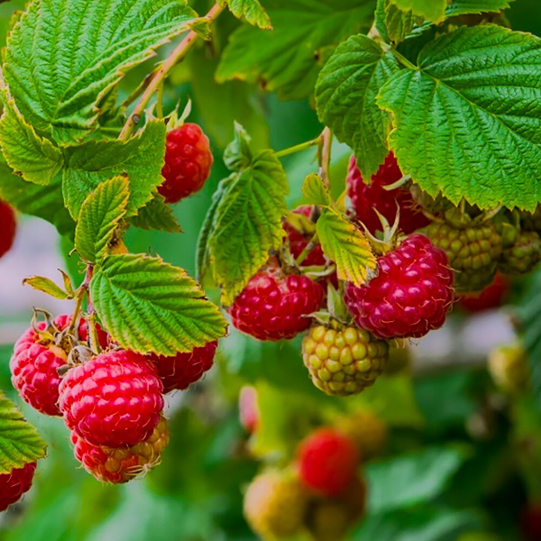 Малина Лесная -Rubus idaeus