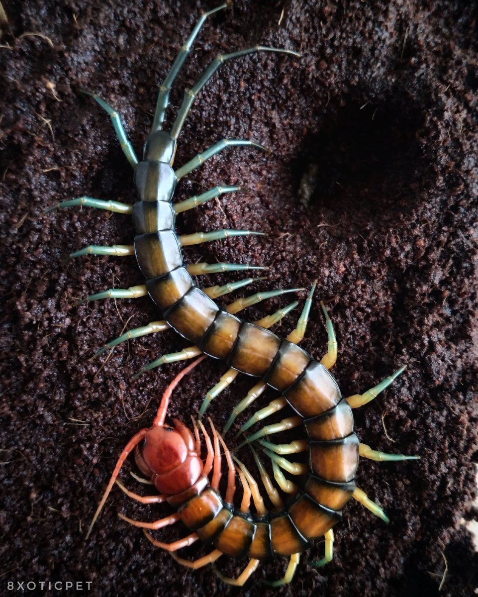 Scolopendra subspinipes