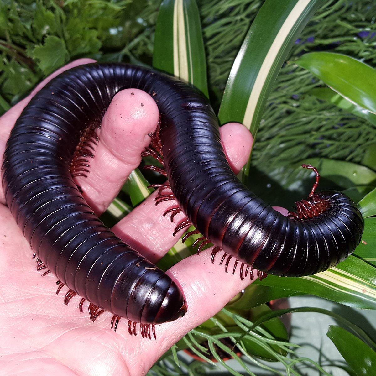 Гигантский кивсяк Archispirostreptus Gigas