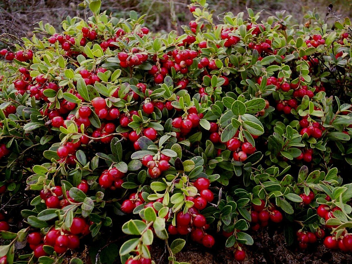 Брусника Vaccinium Vitis-idaea Runo Bielawskie