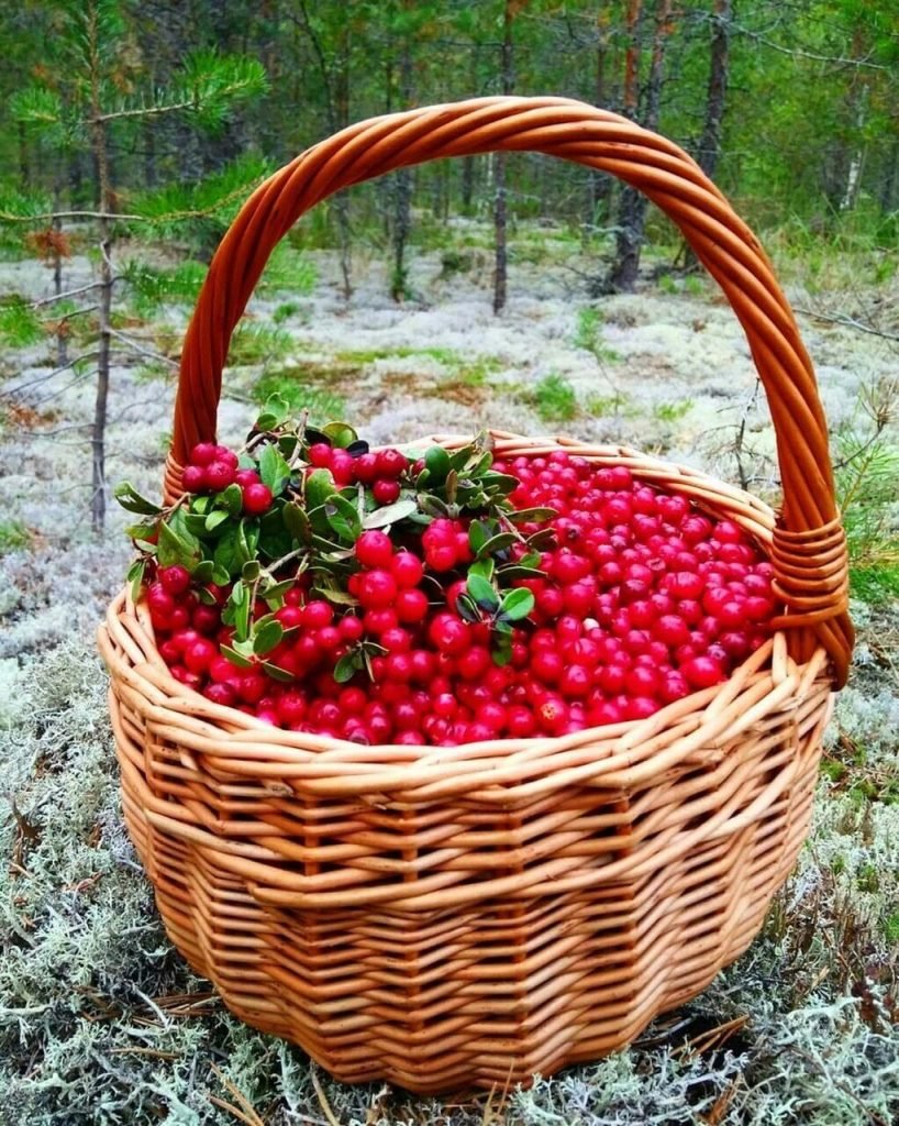 Брусника в корзинке