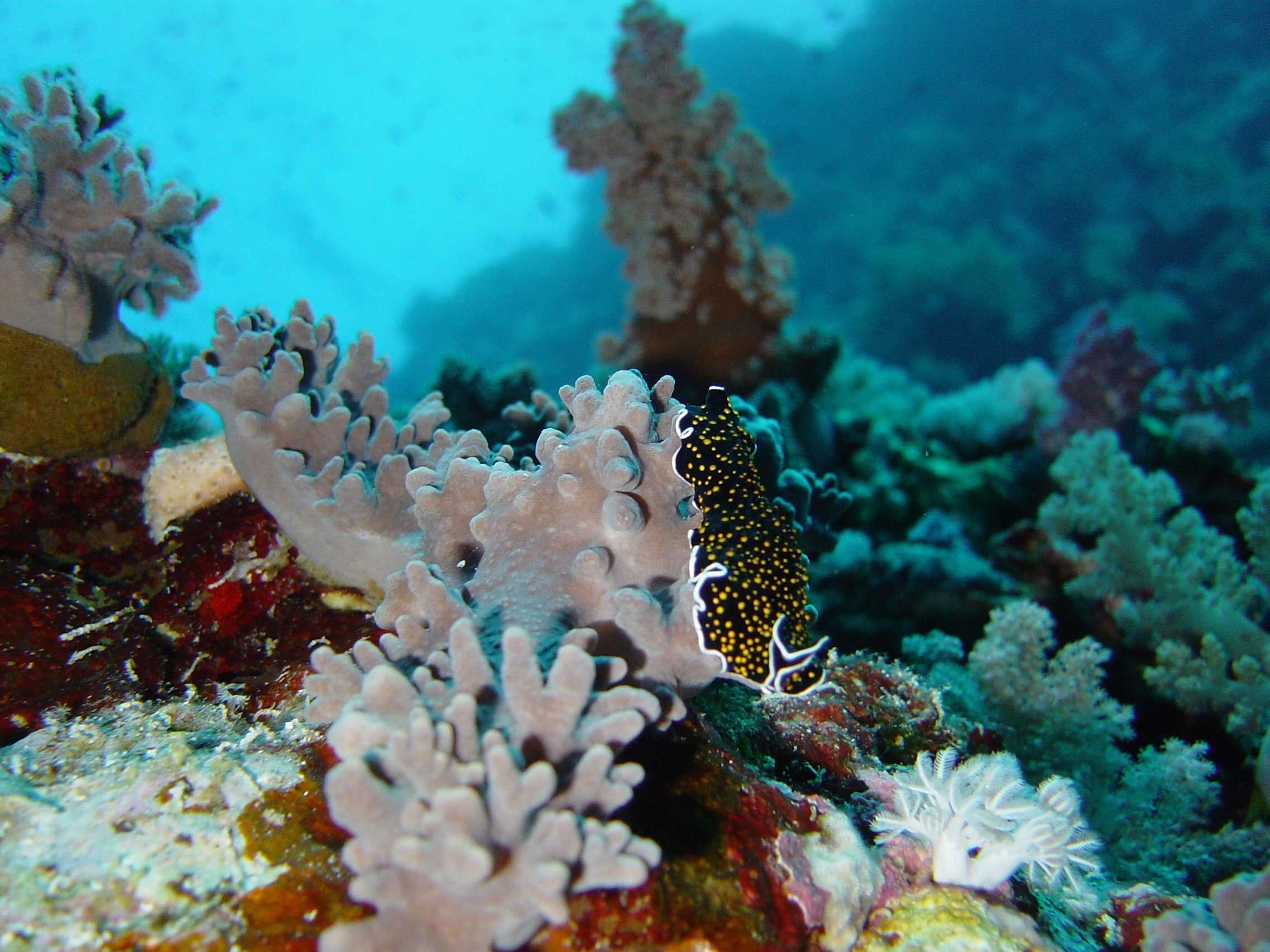Скелет коралла. Колониальные коралловые полипы. Коралловые полипы (Anthozoa). Коралловые полипы рифы. Известковый скелет коралловых полипов.