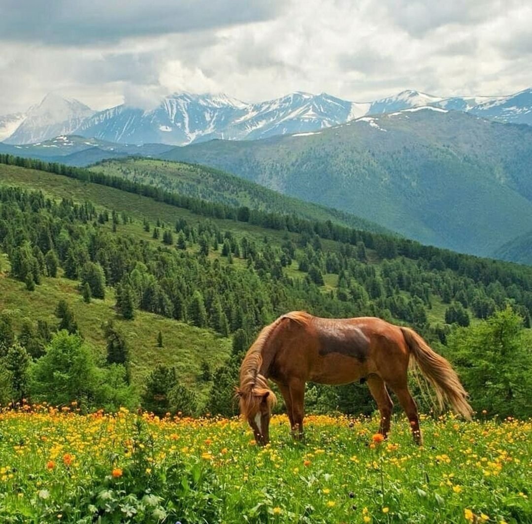 Горы,лошадь и,осень горного Алтая