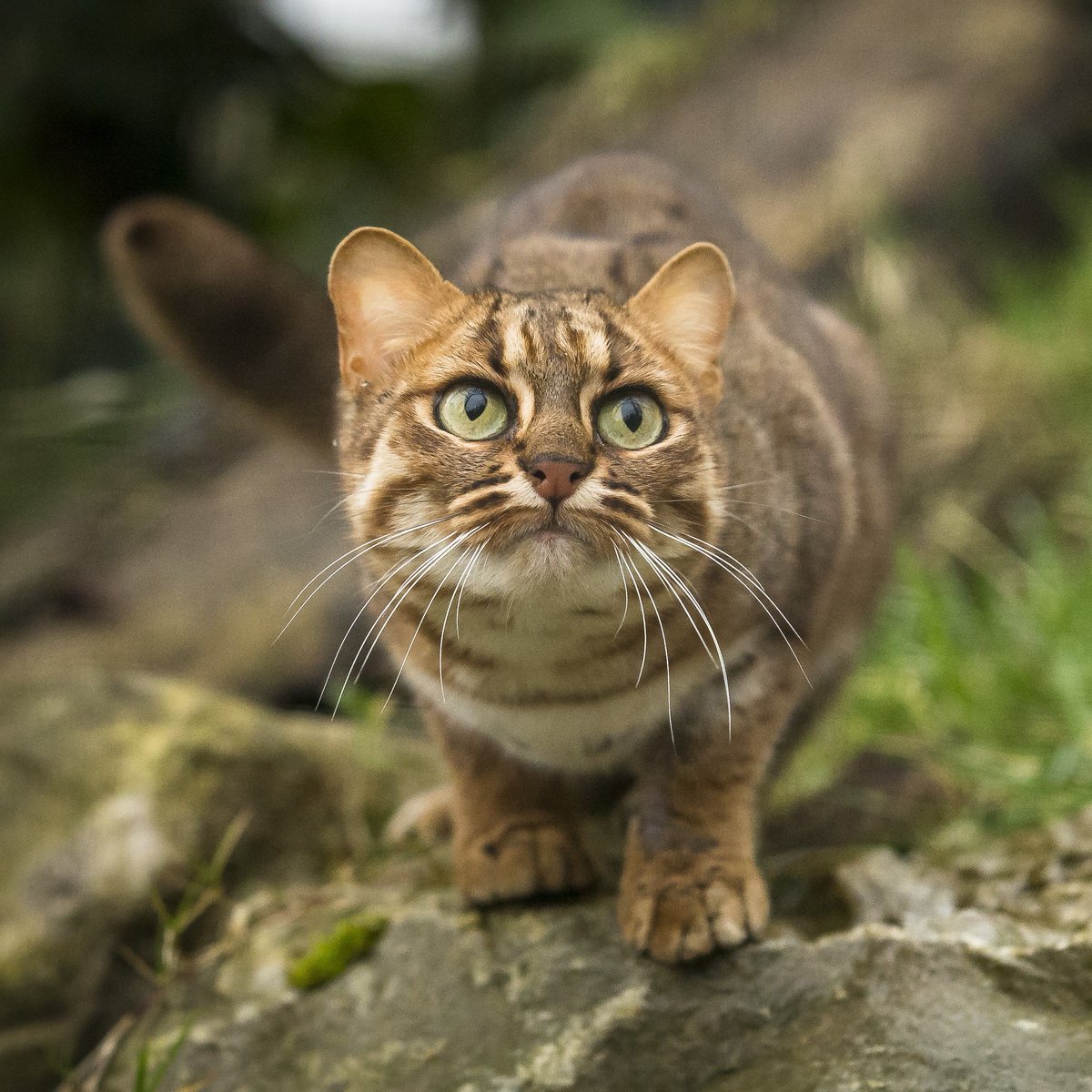 Ржавая кошка