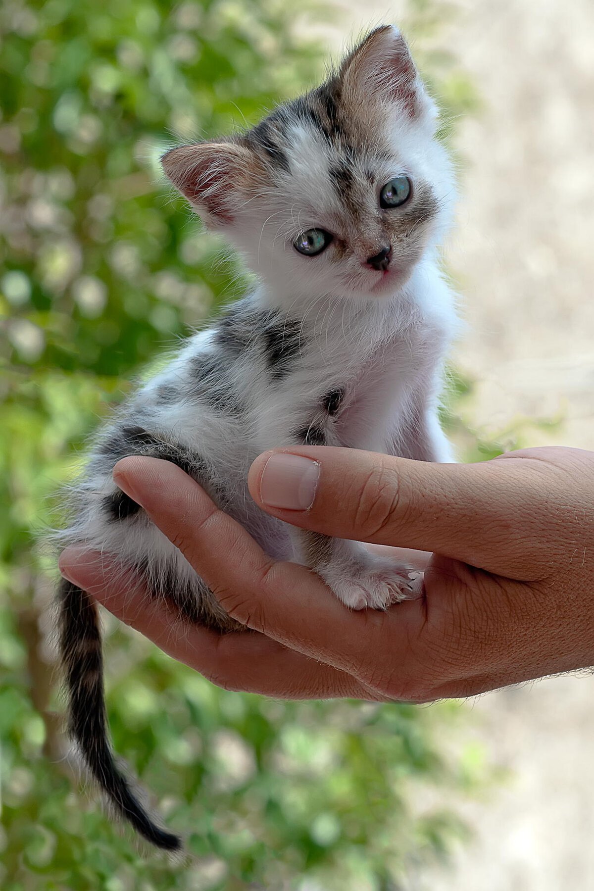 Маленькие котики