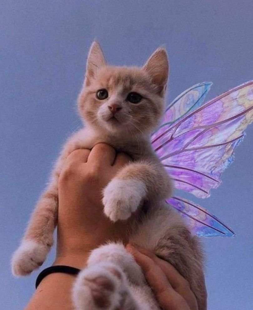 Котик с крылышками