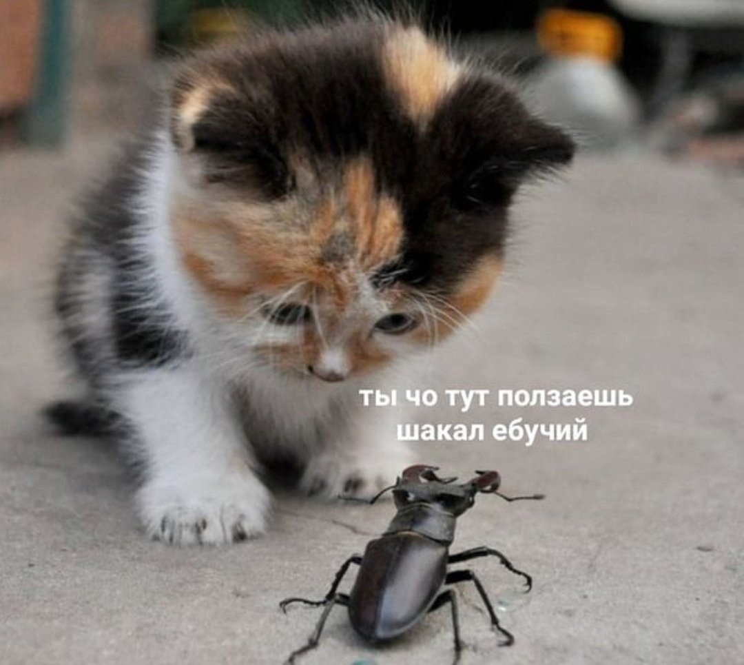 Самые маленькие кошки в природе