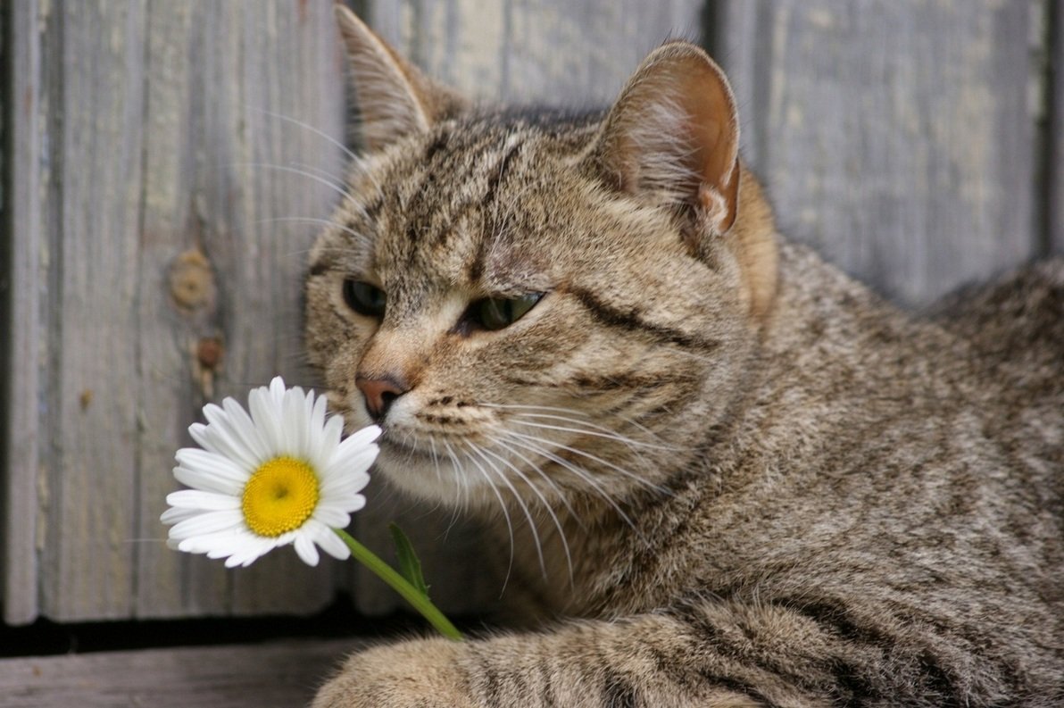 Кошка с цветочком