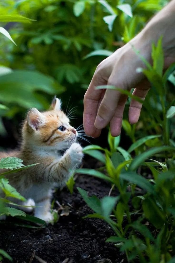 Малюсенькие котята