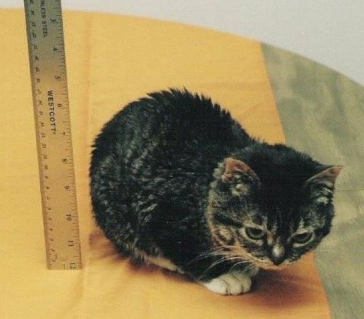 Мистер Пиблз кошка