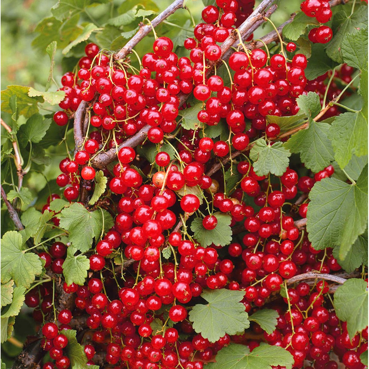 Смородина красная (ribes rubrum `Натали`)