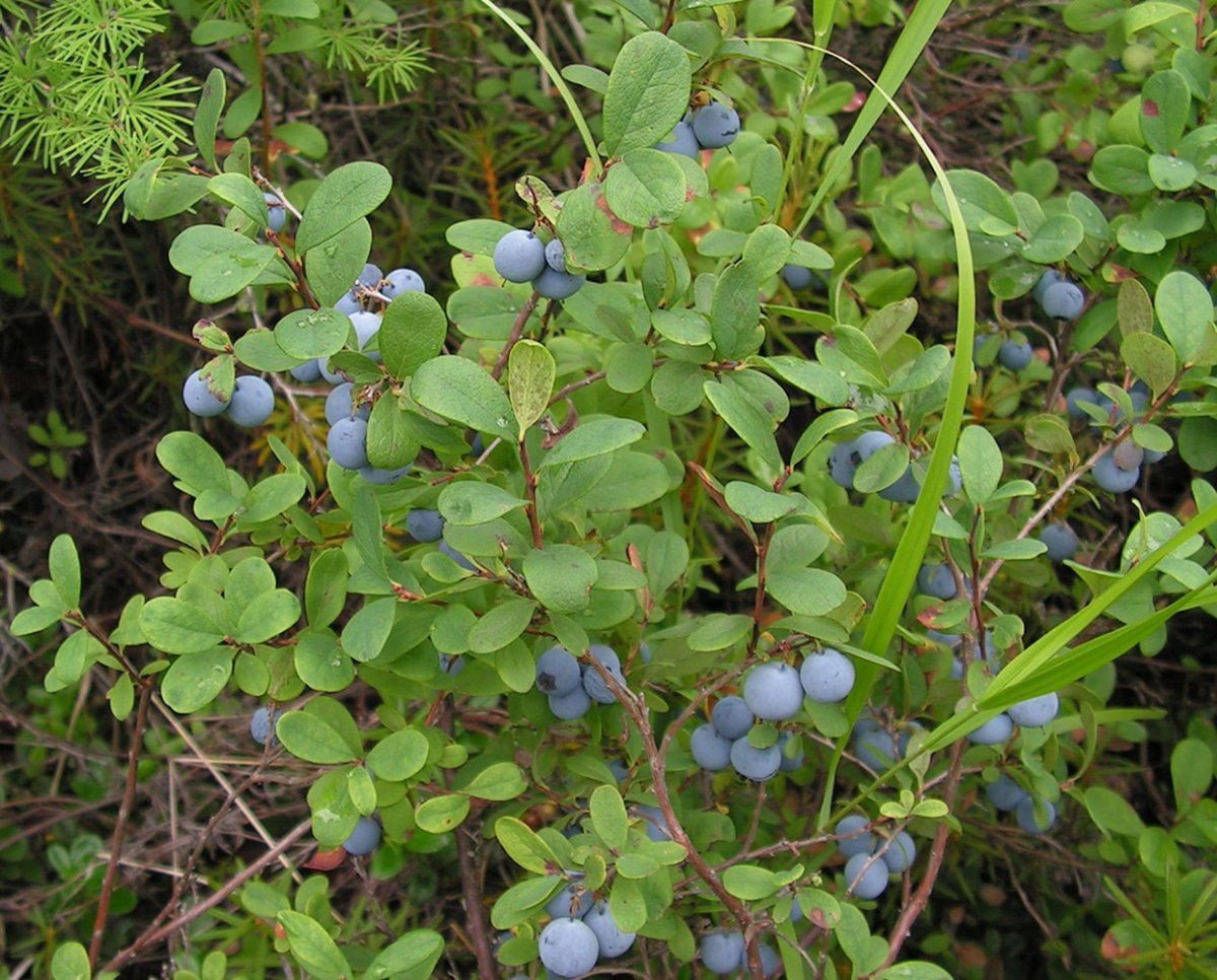 Vaccinium uliginosum голубика