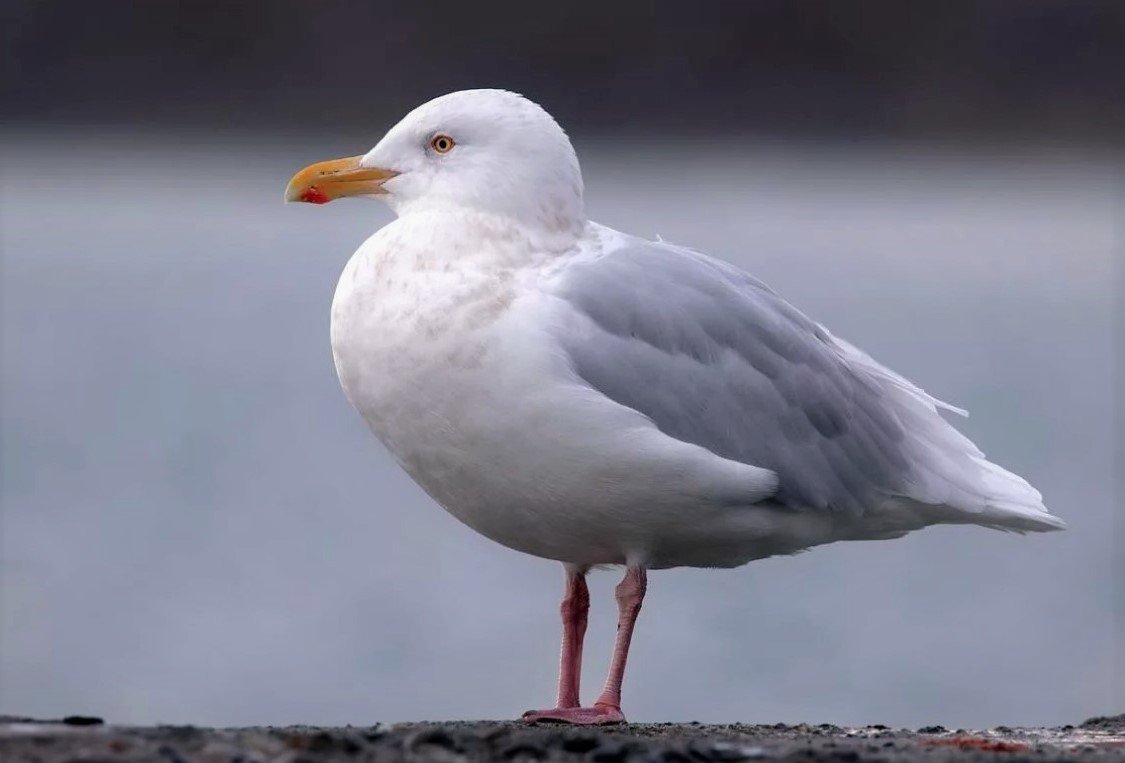 Бургомистр (Larus hyperboreus)