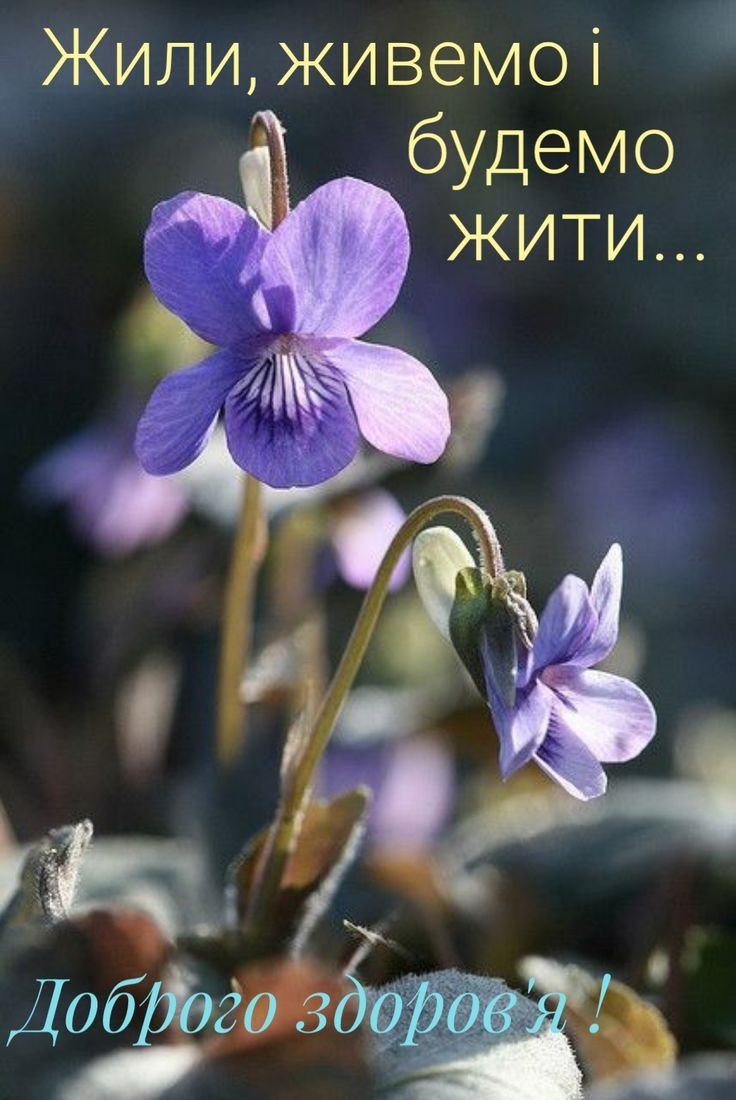 Пармская фиалка цветок