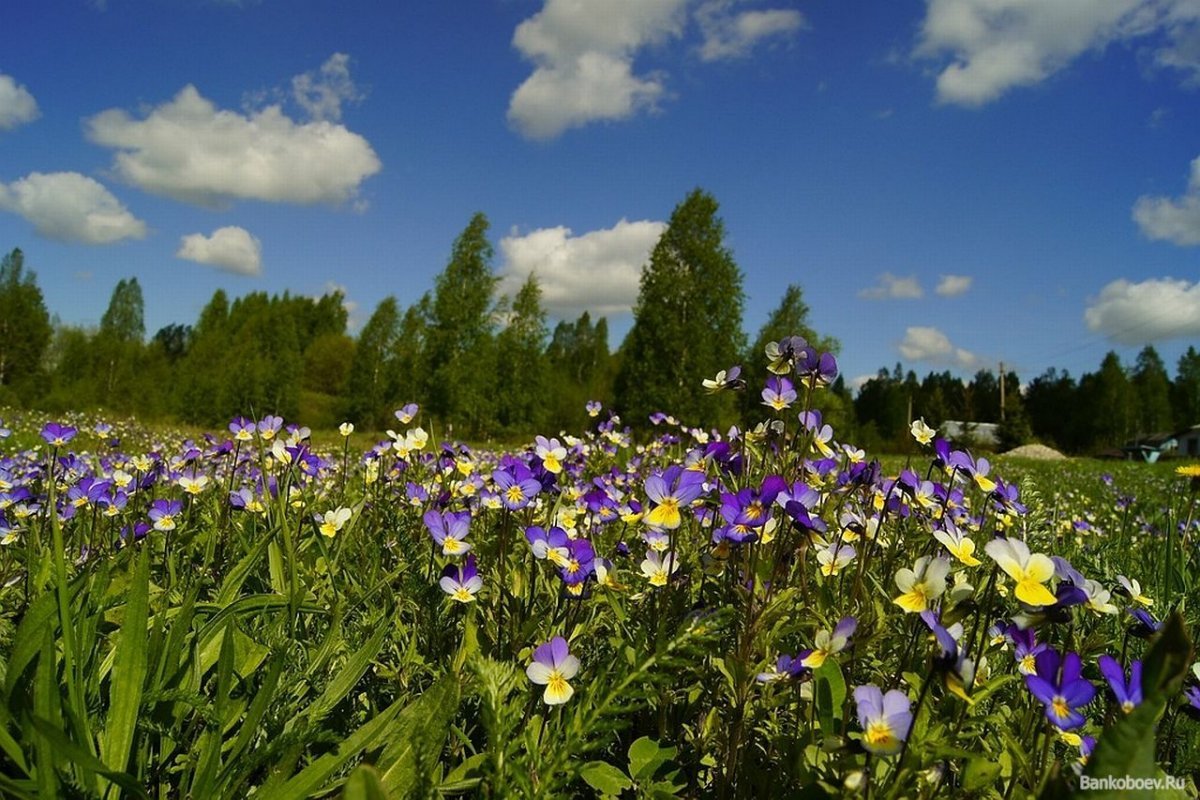 Поляна лесных фиалок