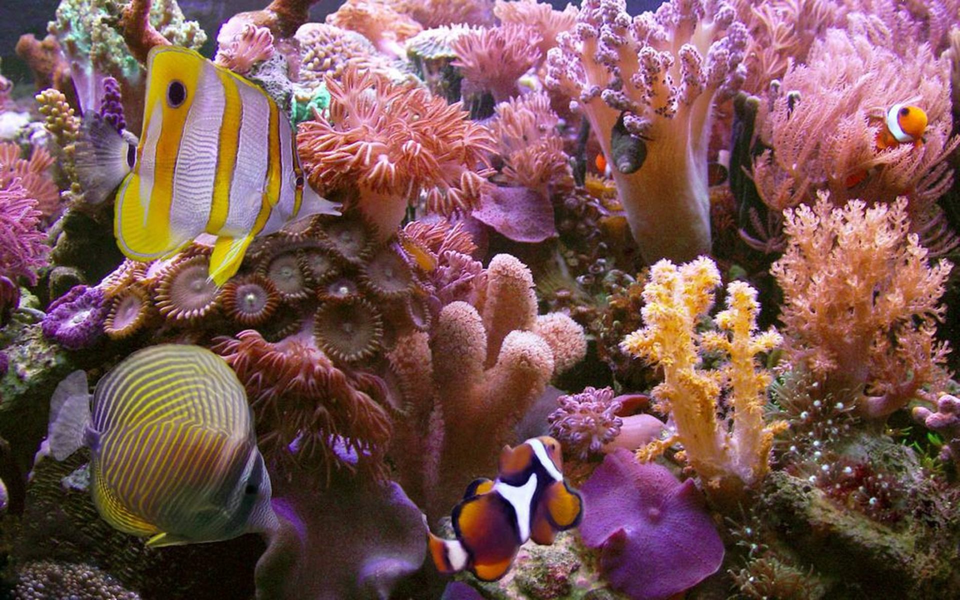 Коралловые обитатели