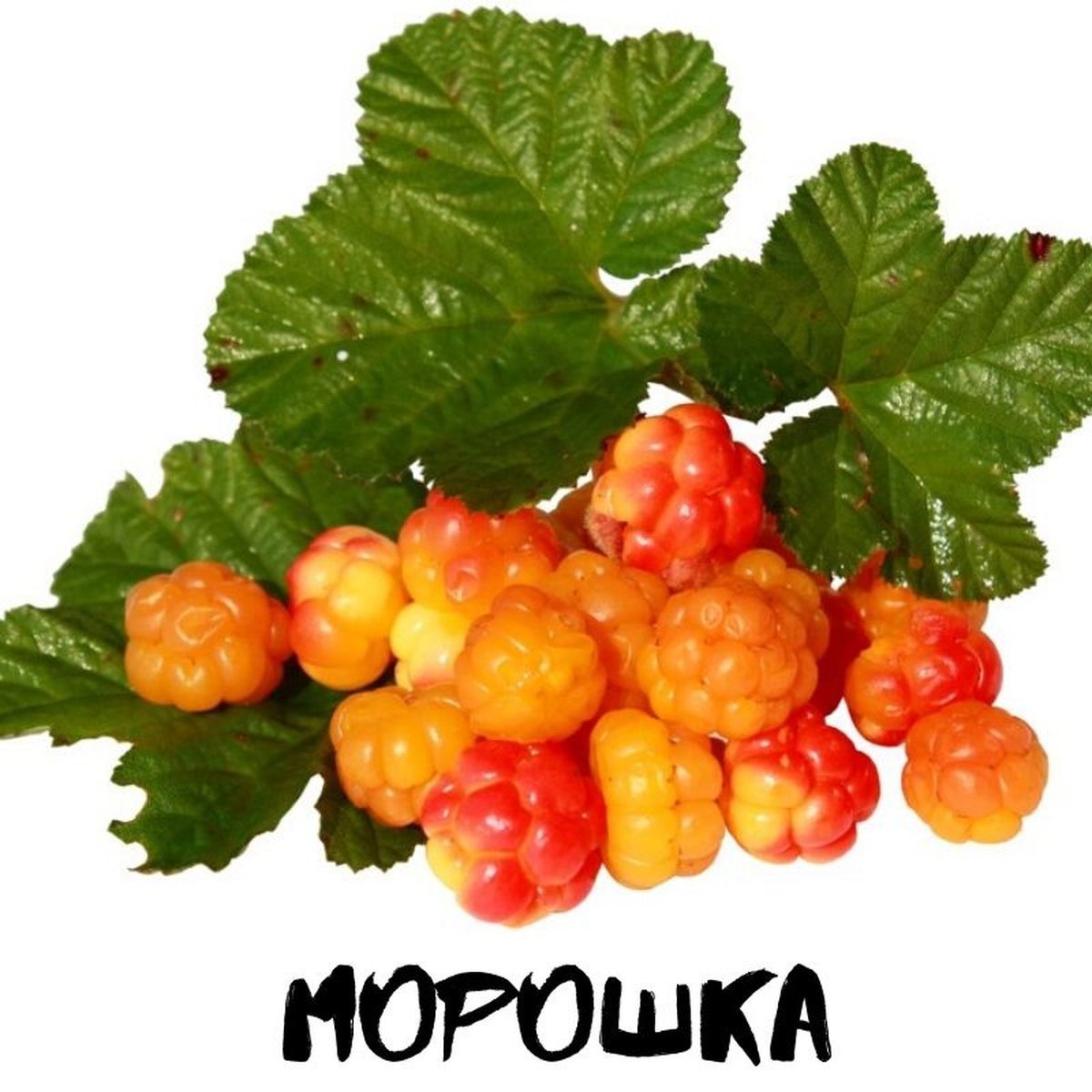 Морошка ягода для детей