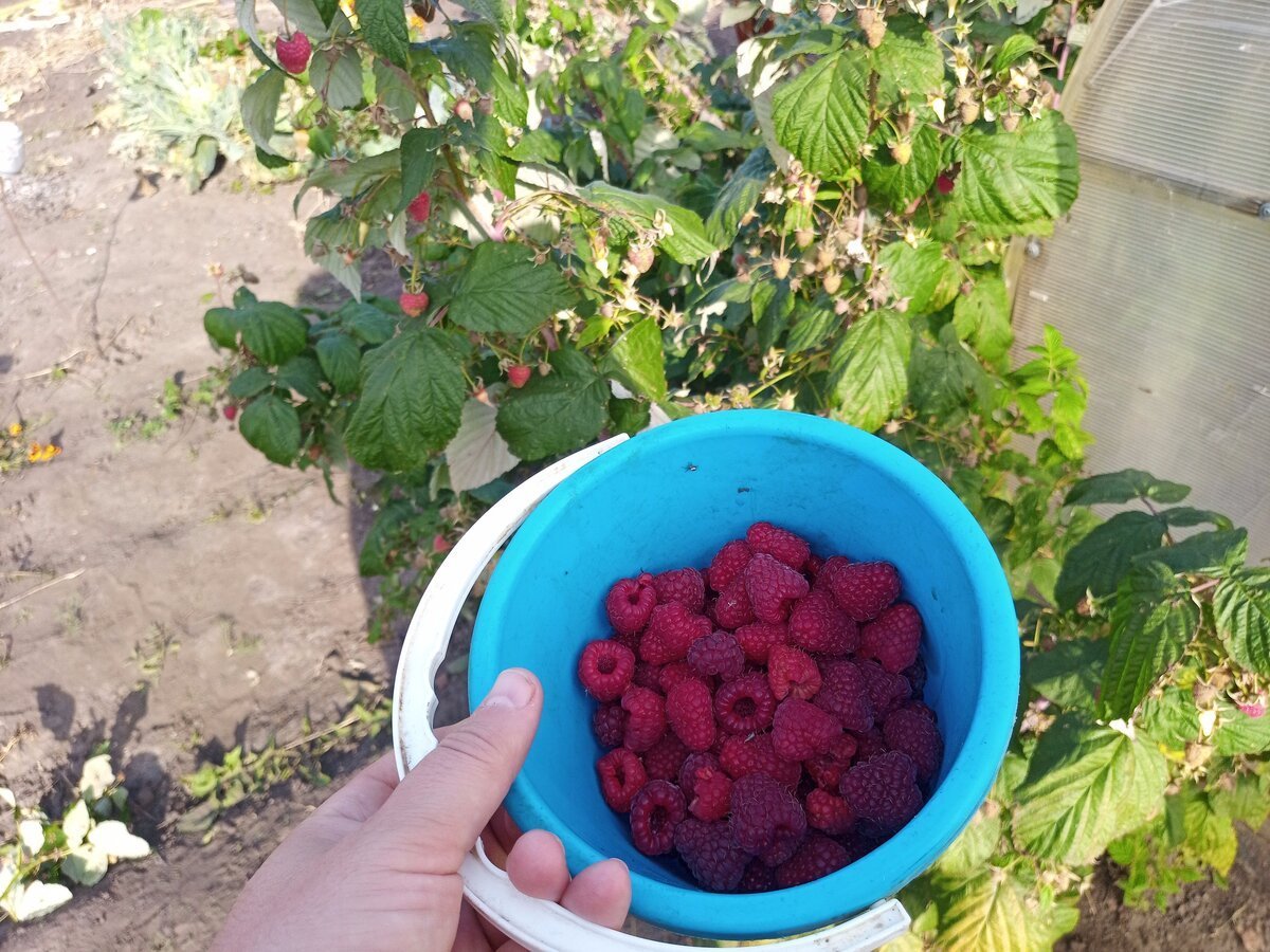 Самая первая ягода на даче