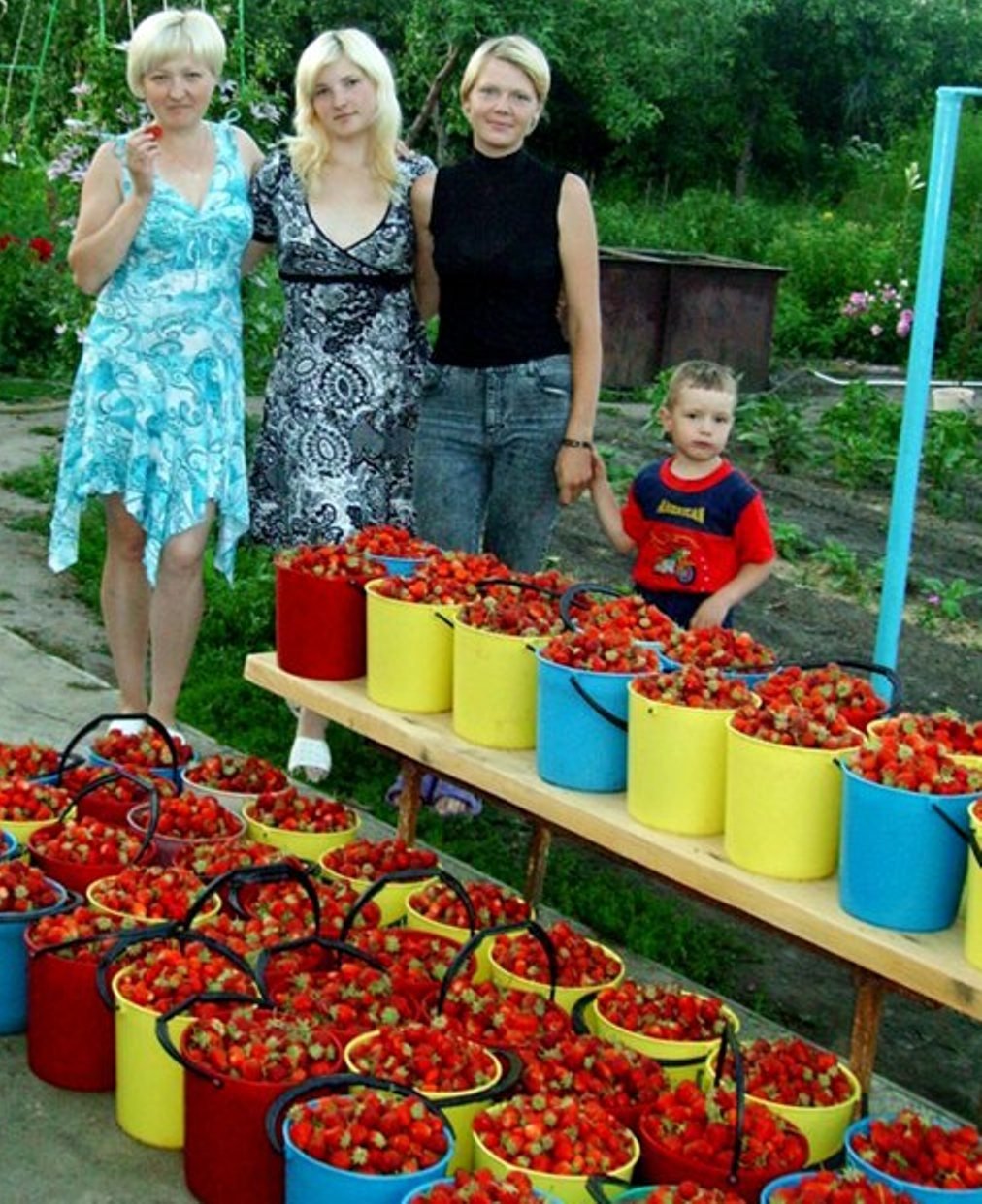 Большой урожай клубники