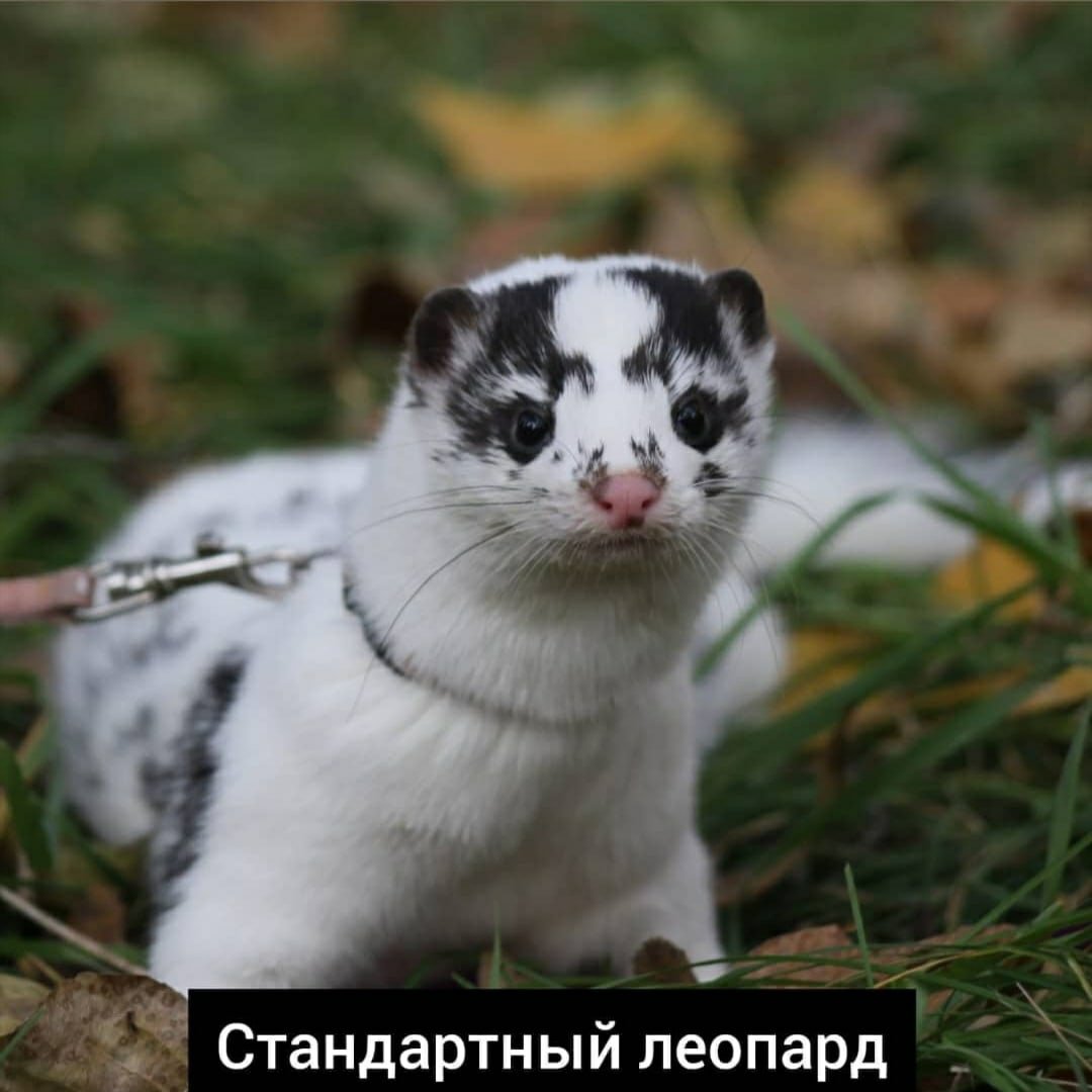 Американская норка окрасы