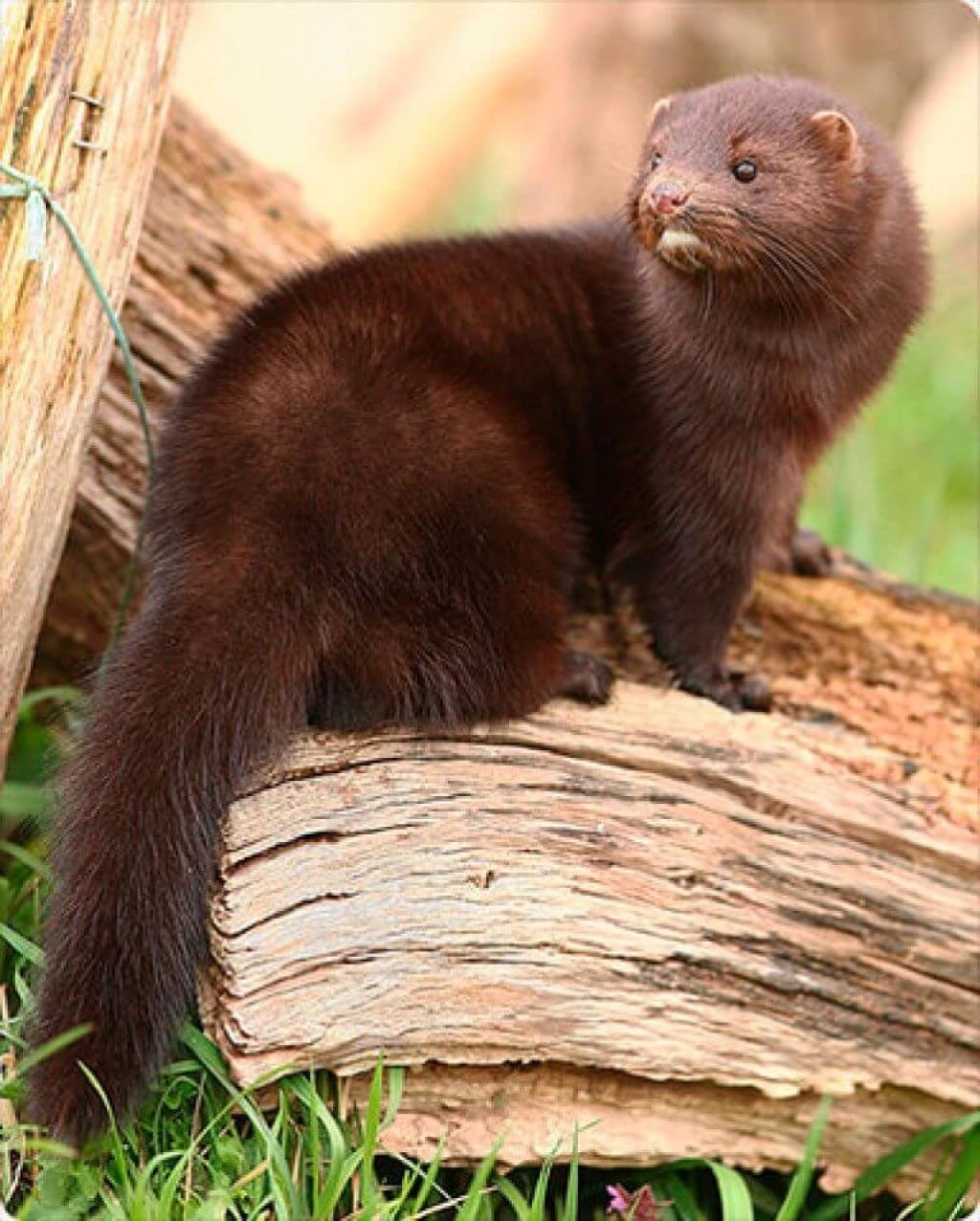 Европейская норка Mustela lutreola (Linnaeus, 1761)