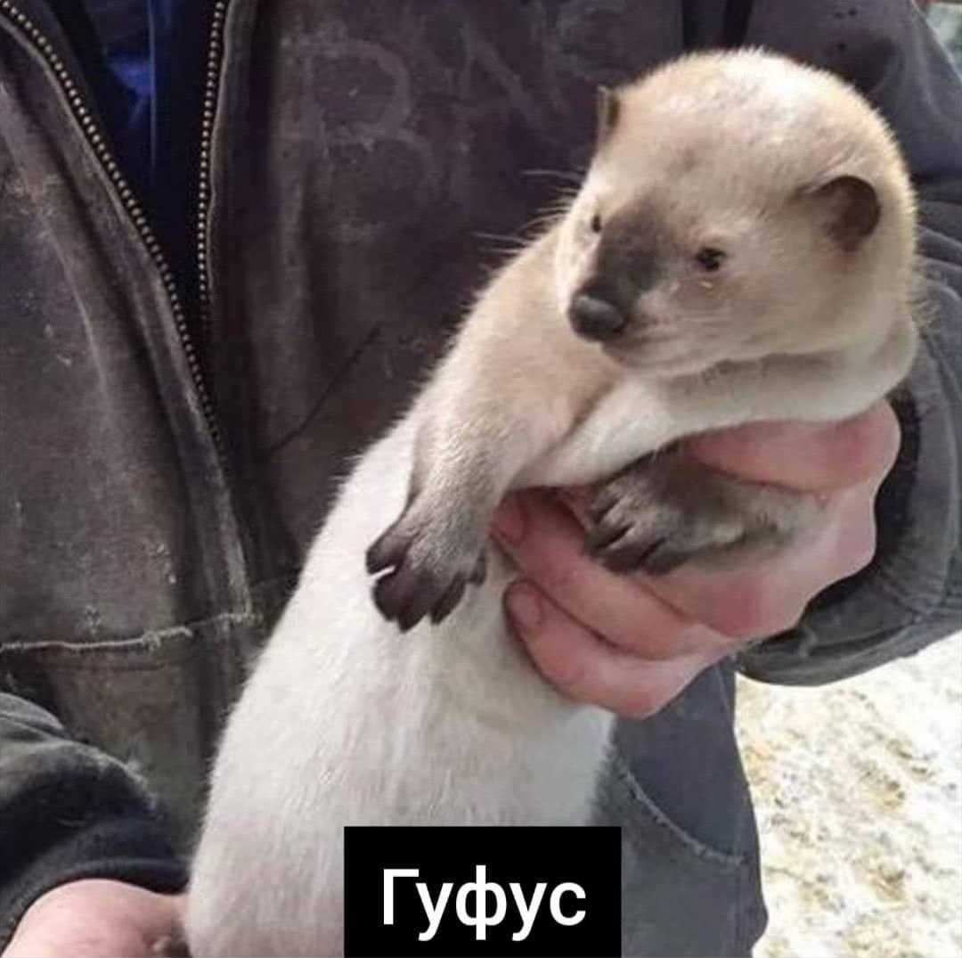 Расцветки норки живых