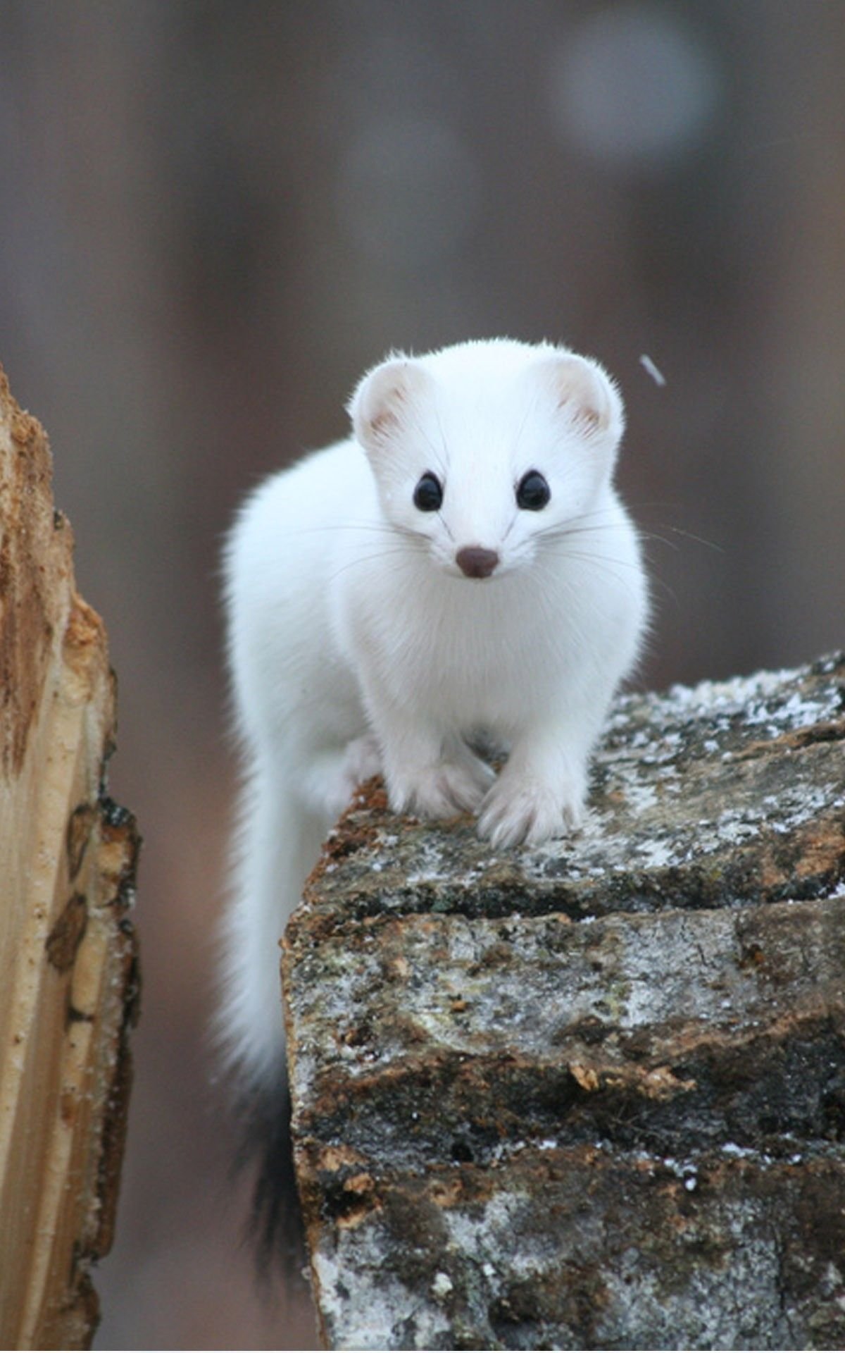 Горностай (Mustela erminea)